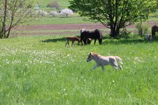 Maiwanderung & Maifest 2025